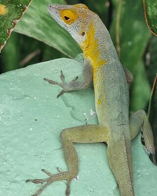 iguane