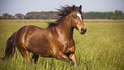 horse jigsaw puzzle