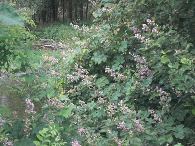 fiori di rovo