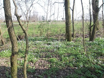 fiori in primavera