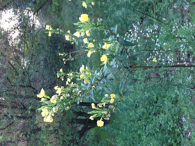 fiori nel bosco