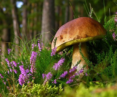 champignon jigsaw puzzle