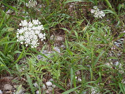 fiori sottobosco
