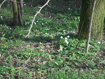 fiori sottobosco