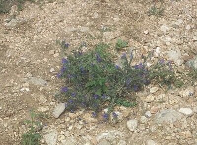 fiori sul monte orfano