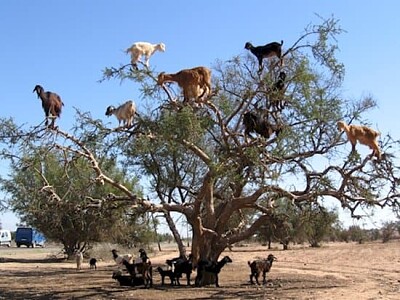 פאזל של Goat tree