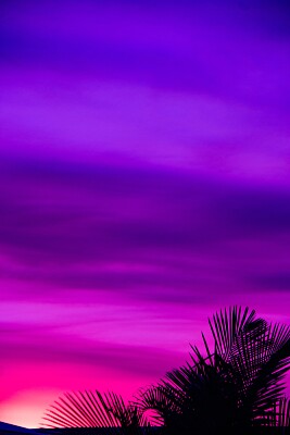 פאזל של Palm Leaves and Purple Sky