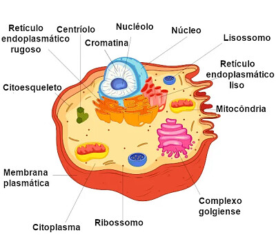 modelo tridimensional de uma célula animal