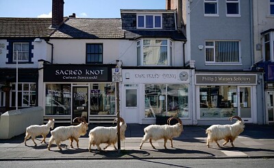 Wild goats on street