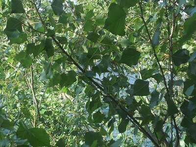 foglie di albara