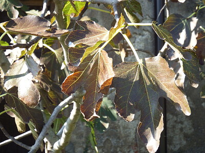 foglie di fico