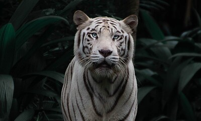ANIMAIS