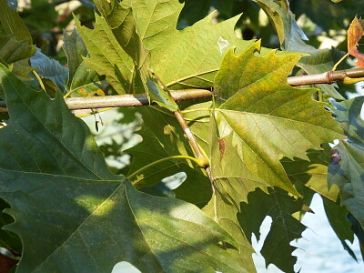 foglie di platano