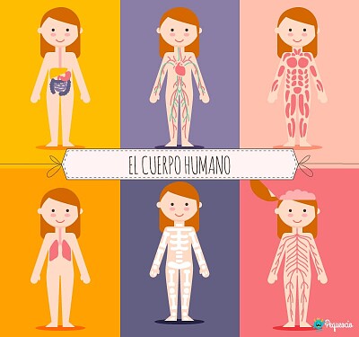 El cuerpo humano jigsaw puzzle