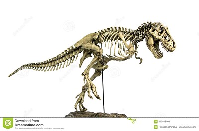 scheletro tirannosauro jigsaw puzzle