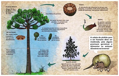 ESQUEMA ARAUCÁIA