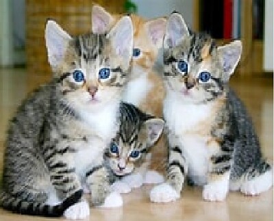 פאזל של Quadruple Tabby Family