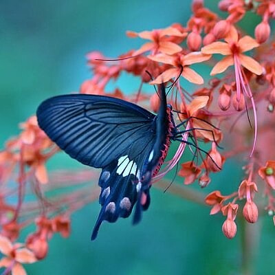 פאזל של papillon fleur