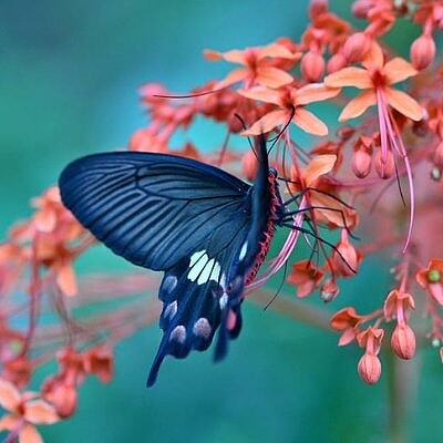 papillon fleur jigsaw puzzle