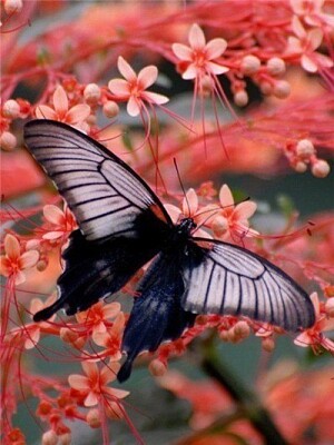 papillon fleur