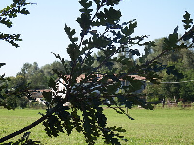 fronda d 'albero