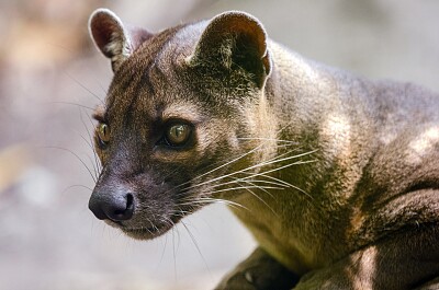 Fossa jigsaw puzzle