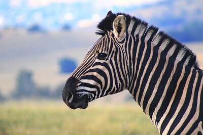 Zebra_Profilo jigsaw puzzle