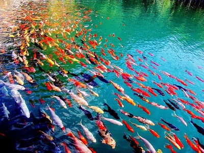 Koi jigsaw puzzle