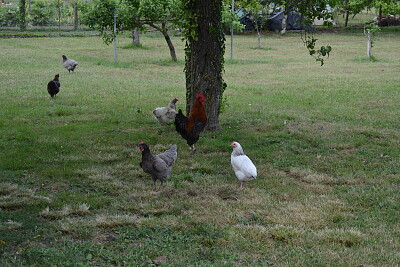 poule