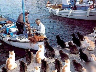 Cats and fishermen
