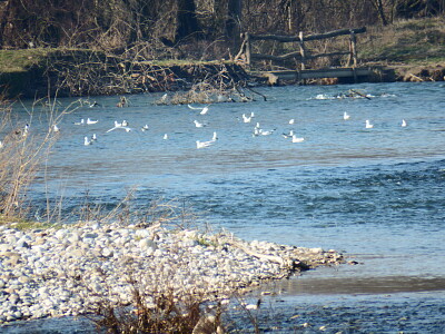 gabbiani nel fiume