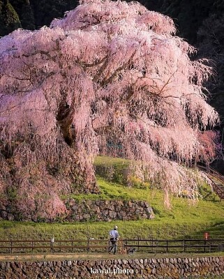 Cerezo