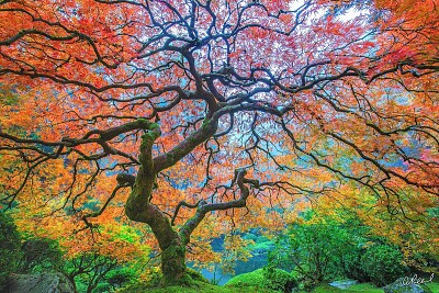 Colorful tree jigsaw puzzle