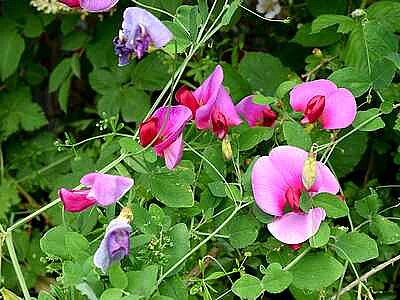 Sweet Peas jigsaw puzzle