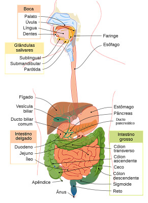 sistema digestivo