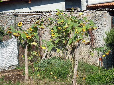 girasoli stanchi