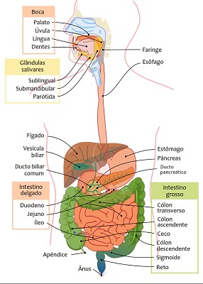 sistema digestivo 1 jigsaw puzzle