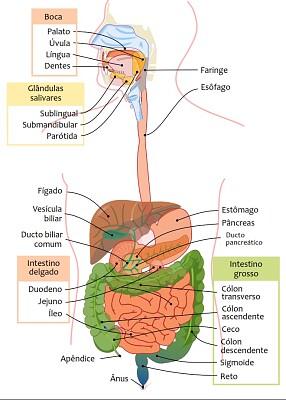 פאזל של sistema digestivo 1