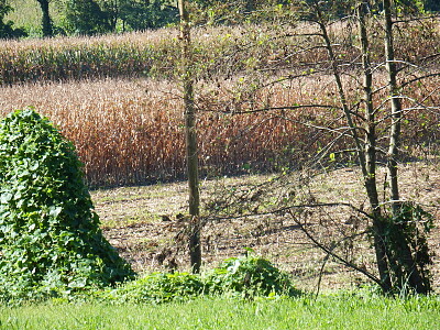 granoturco da raccogliere