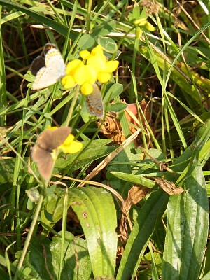 gruppo di farfalle