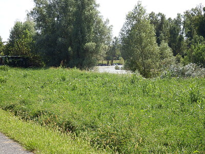 gruppo di salici