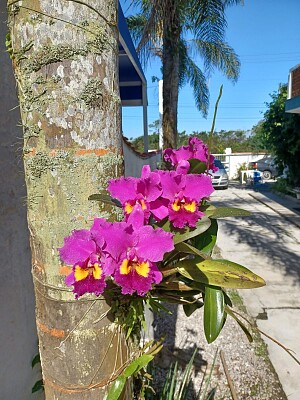 Orquidea Pousada Luar de Boracéia 2
