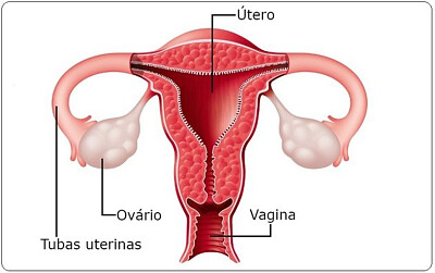 Sistema Reprodutor Feminino