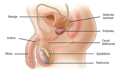 Sistema Reprodutor Masculino I
