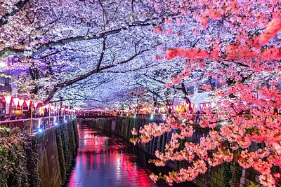 פאזל של Blossoms at river