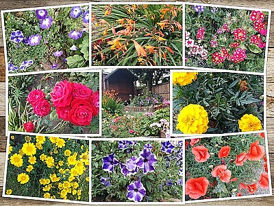 August Colour jigsaw puzzle