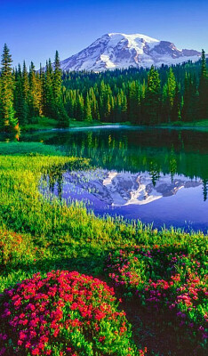 Woodland lake