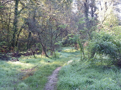 i passaggi nel bosco