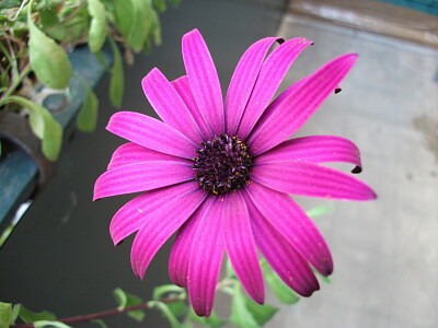 Gerbera jigsaw puzzle