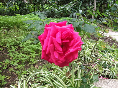 rosa